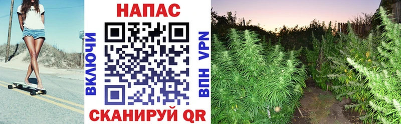 Каннабис Amnesia  где купить наркоту  Шали 